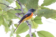 Pericrocotus cinnamomeus