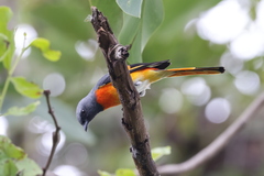 Pericrocotus cinnamomeus