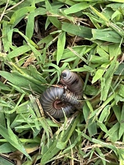 Narceus americanus