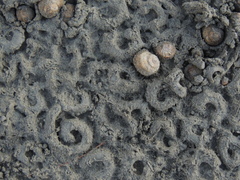 Amphibola crenata