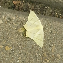 Ourapteryx sambucaria