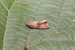 Celypha striana