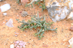 Euphorbia celata