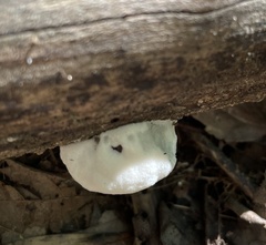 Tyromyces galactinus