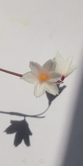 Acis autumnalis