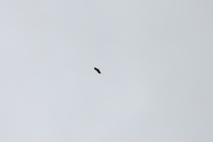 Pernis ptilorhynchus