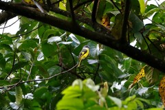 Pericrocotus solaris