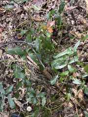 Quercus hemisphaerica