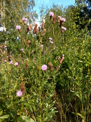 Cirsium arvense integrifolium