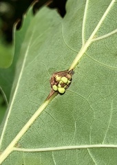 Kokkocynips decidua