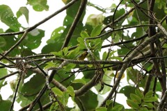 Pteruthius intermedius