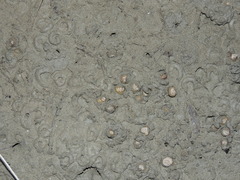Amphibola crenata