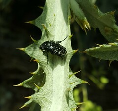Oxythyrea noemi