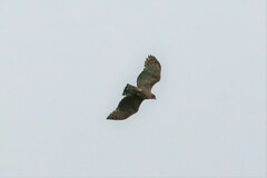 Nisaetus nipalensis