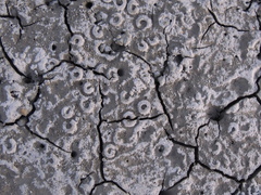 Amphibola crenata