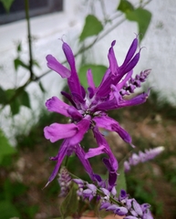 Salvia purpurea