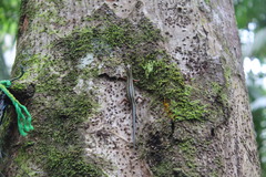 Sphenomorphus sanctus