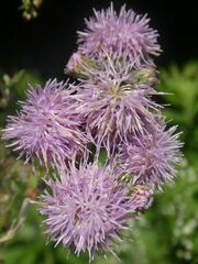 Cirsium arvense