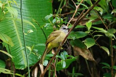 Pycnonotus flavescens