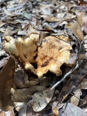Scleroderma polyrhizum