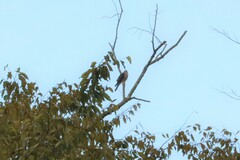 Accipiter virgatus
