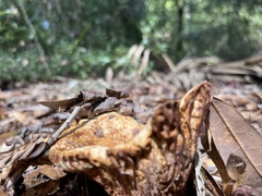 Scleroderma polyrhizum