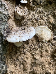 Lentinellus