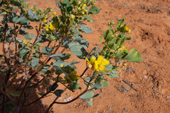 Senna artemisioides
