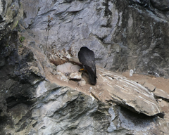 Falco peregrinus macropus