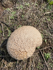 Calvatia craniiformis
