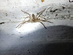 Heteropoda venatoria