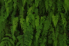 Amauropelta beddomei