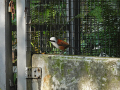 Garrulax leucolophus