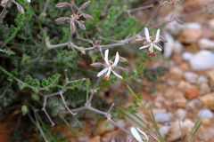 Pelargonium dasyphyllum