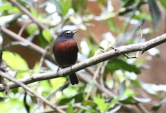 Ochthoeca thoracica