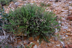 Pelargonium dasyphyllum