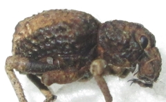 Brachycerinae