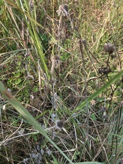 Rudbeckia hirta