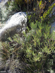 Pelargonium laevigatum oxyphyllum