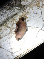 Psimada quadripennis