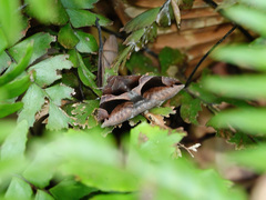 Bastilla arcuata