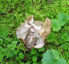 Helvella crispa