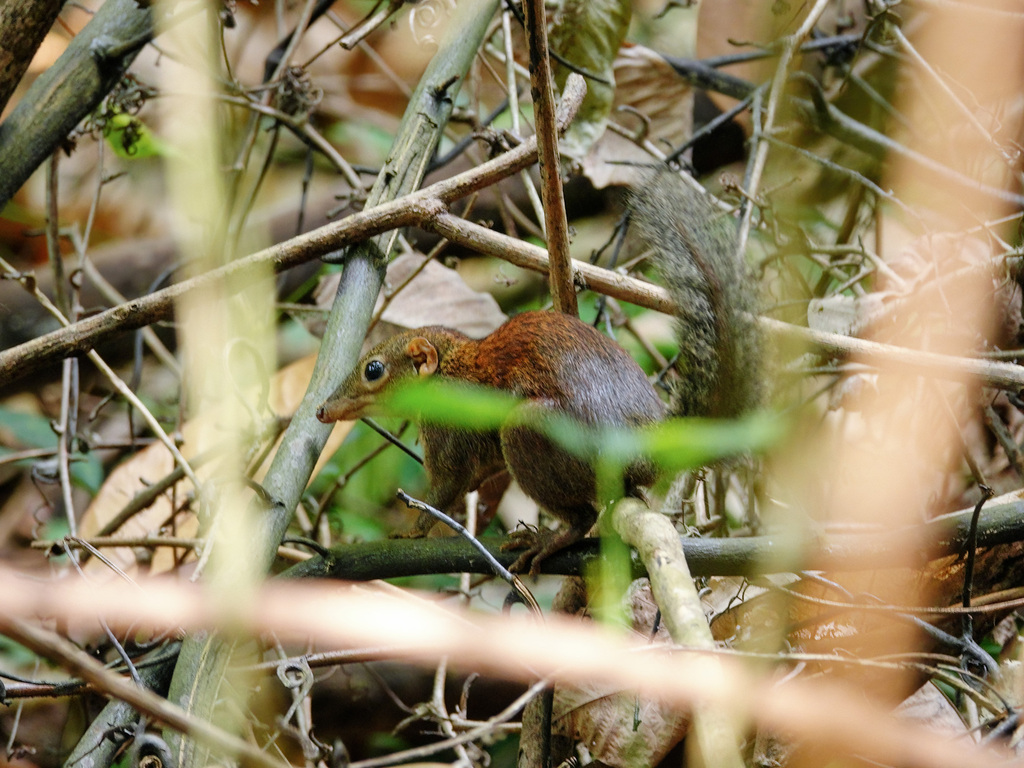Common Treeshrew from Bukit Batok, Singapore on September 17, 2022 at