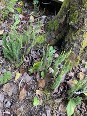 Lycopodium