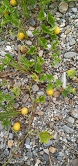 Cucumis melo