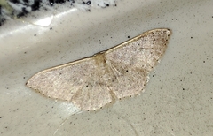 Idaea eugeniata