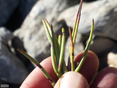 Pelargonium laevigatum oxyphyllum
