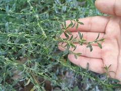 Polygonum arenastrum