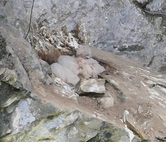 Falco peregrinus macropus