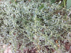 Polygonum arenastrum